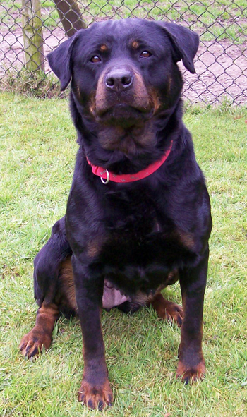 Ria